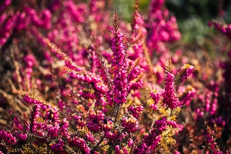 Summer flowers bright
