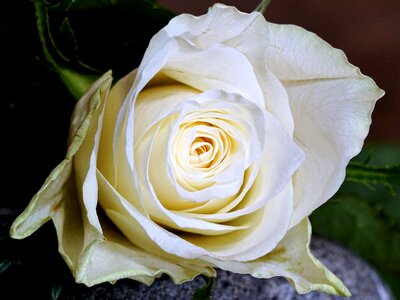 Love flowers give