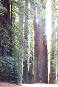 Williams Grove - Humboldt Redwoods State Park - DSC02404 photo