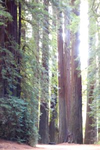 Williams Grove - Humboldt Redwoods State Park - DSC02404