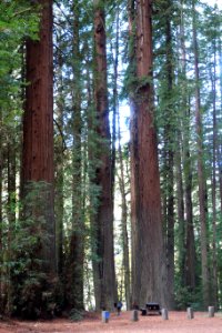 Williams Grove - Humboldt Redwoods State Park - DSC02396 photo