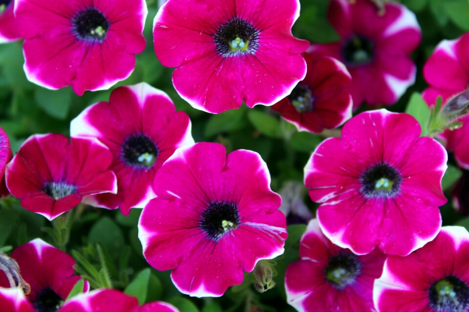 Nature a garden plant flowering plants