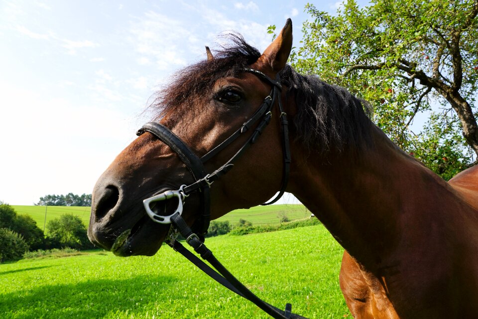 Monteaura equestrian autumn