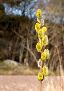 Willow catkins in Norrkila