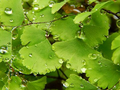 Wet rain drops
