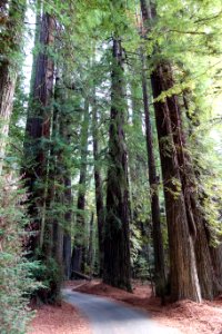 Williams Grove - Humboldt Redwoods State Park - DSC02411 photo