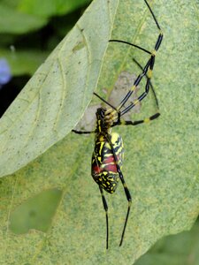 Animal fauna spider