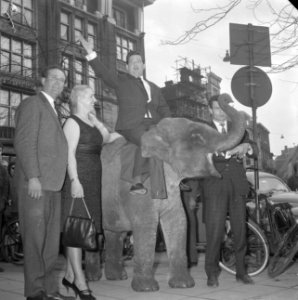 Willy Alberti op een olifant (Circus Boltini), Bestanddeelnr 913-7879
