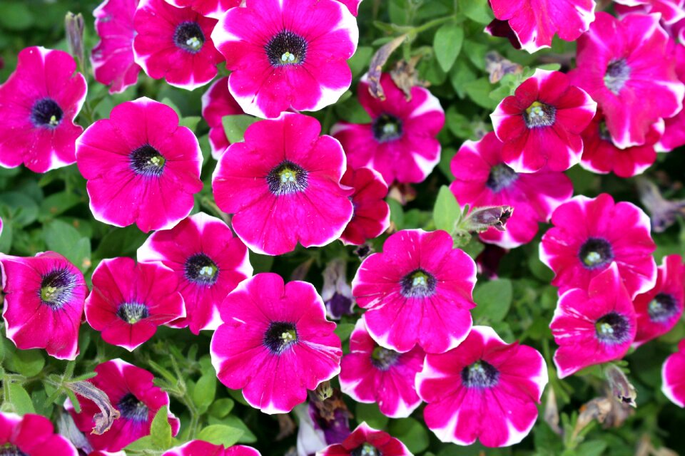Garden nature flowering