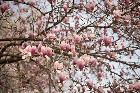 Pink flower tree photo