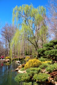 Willow at Gibbs Gardens, Feb 2017