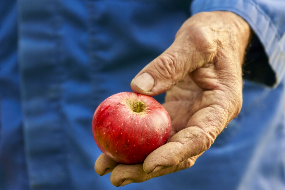 Autumn fruit nature