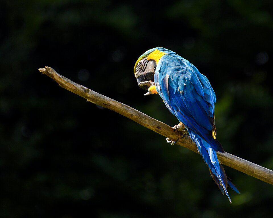 Blue bird branch