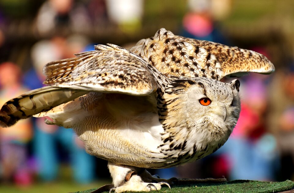 Eagle owl animals wild bird