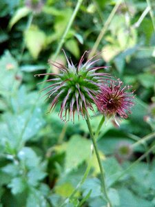 Wild herbs plant closeup