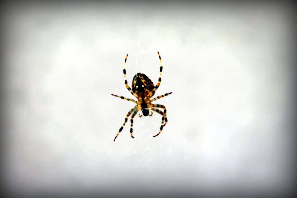 Araneus closeup summer