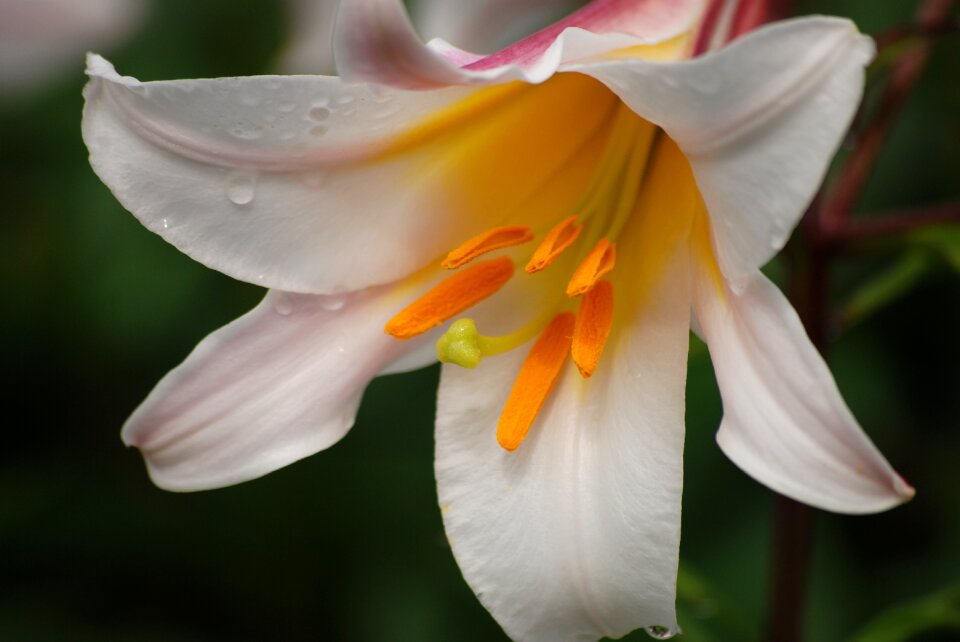 Garden nature summer