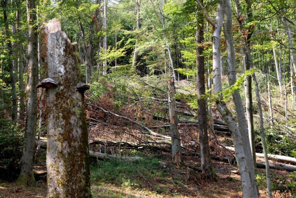 Windthrow at Fuchsstein Taunus 2020-08-18 15