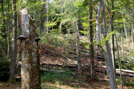 Windthrow at Fuchsstein Taunus 2020-08-18 15