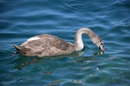 Swan water lake photo