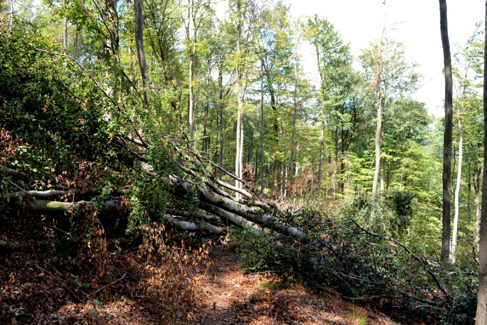 Windthrow at Fuchsstein Taunus 2020-08-18 07