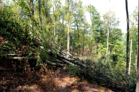 Windthrow at Fuchsstein Taunus 2020-08-18 07