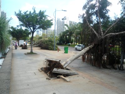 Windthrown trees from Typhoon Rammasun (2014) in Haikou - 01