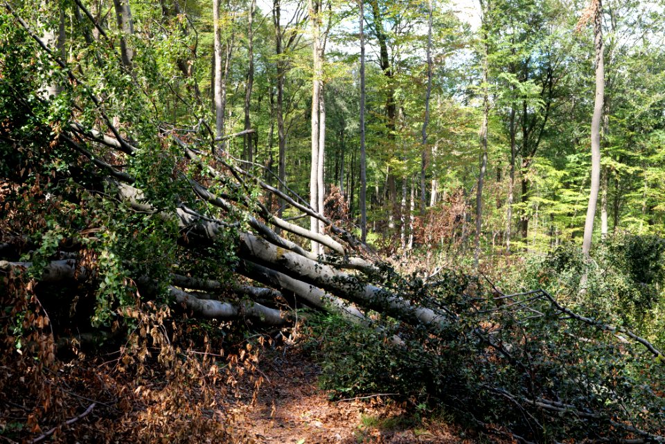 Windthrow at Fuchsstein Taunus 2020-08-18 08