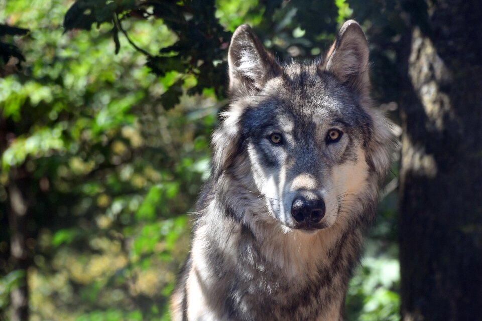 Portrait carnivore predator