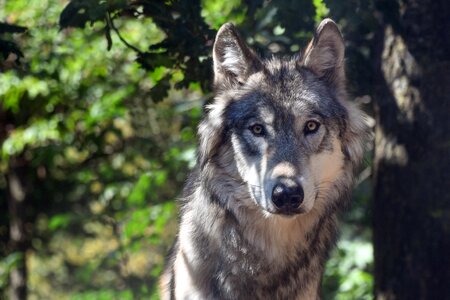 Portrait carnivore predator