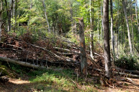 Windthrow at Fuchsstein Taunus 2020-08-18 01