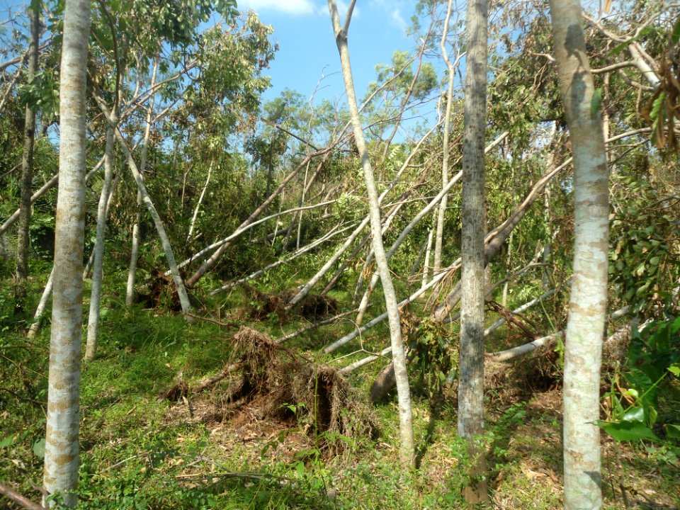 Windthrown trees from Typhoon Rammasun (2014) in Hainan - 02