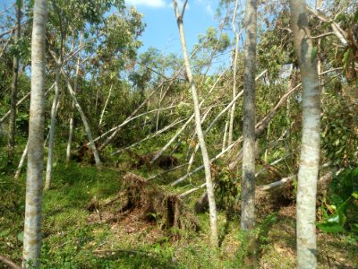 Windthrown trees from Typhoon Rammasun (2014) in Hainan - 02