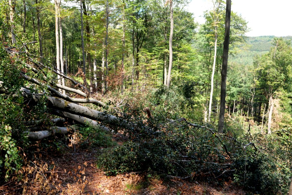 Windthrow at Fuchsstein Taunus 2020-08-18 11