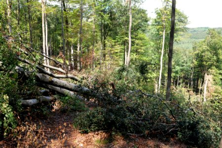 Windthrow at Fuchsstein Taunus 2020-08-18 11