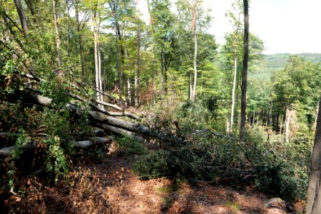 Windthrow at Fuchsstein Taunus 2020-08-18 10