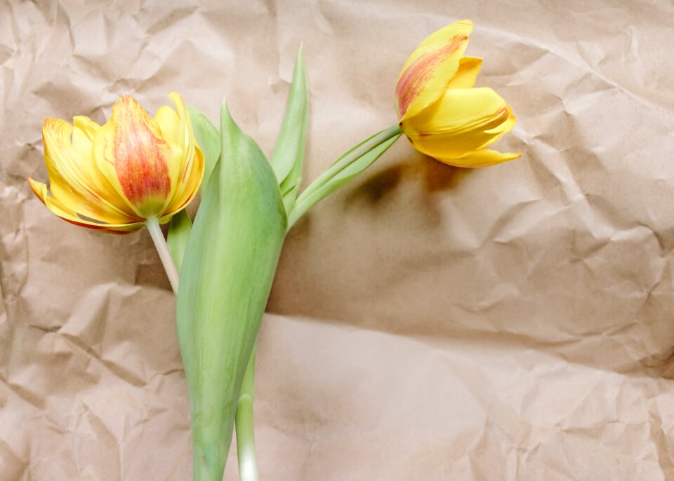 Nature petal tulip