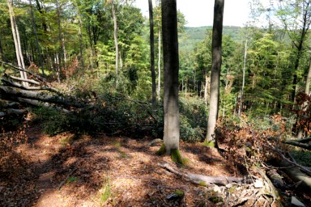 Windthrow at Fuchsstein Taunus 2020-08-18 12