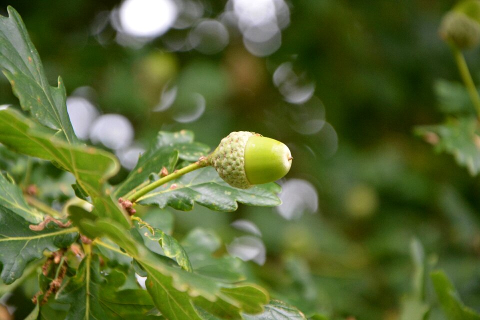 Leaves nature plant