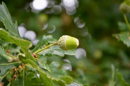 Leaves nature plant