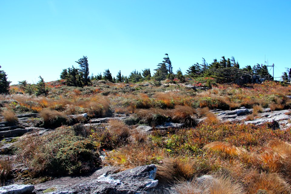 Windswept plants on Grandfather Mountain, Oct 2016