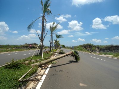 Windthrown trees from Typhoon Rammasun (2014) in Haikou - 02