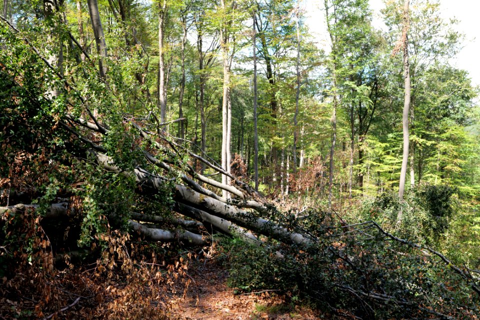 Windthrow at Fuchsstein Taunus 2020-08-18 09