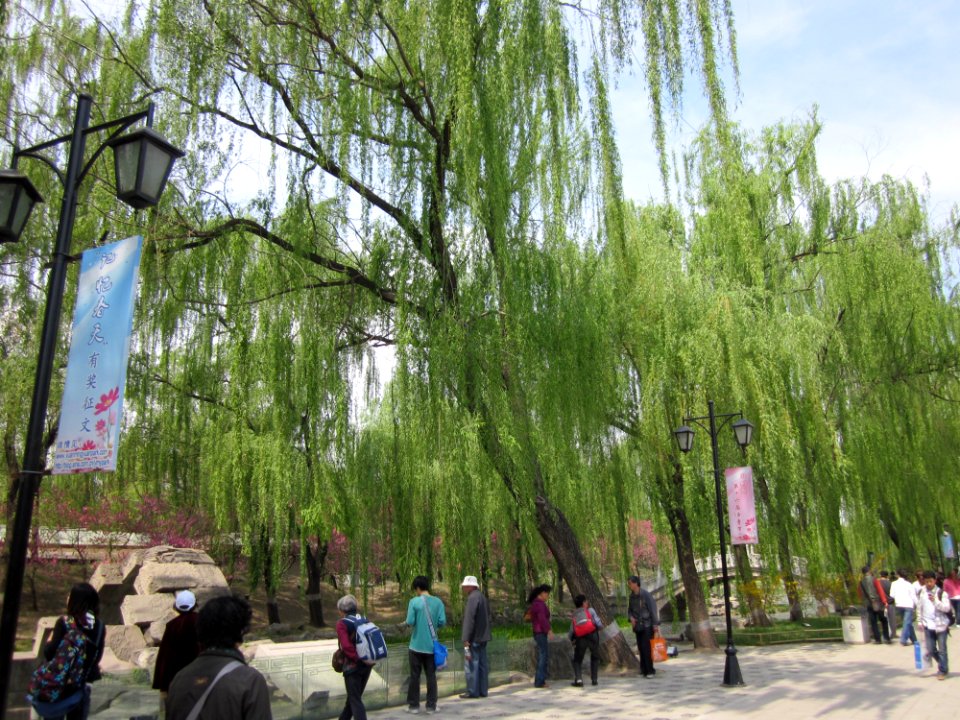 Willows, Old Summer Palace