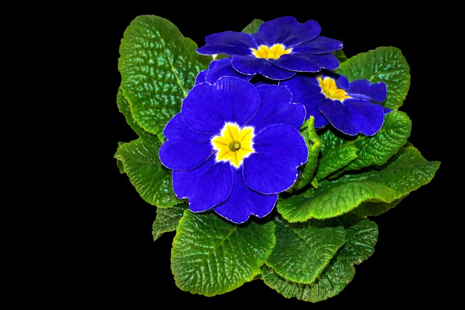 Blue spring nature