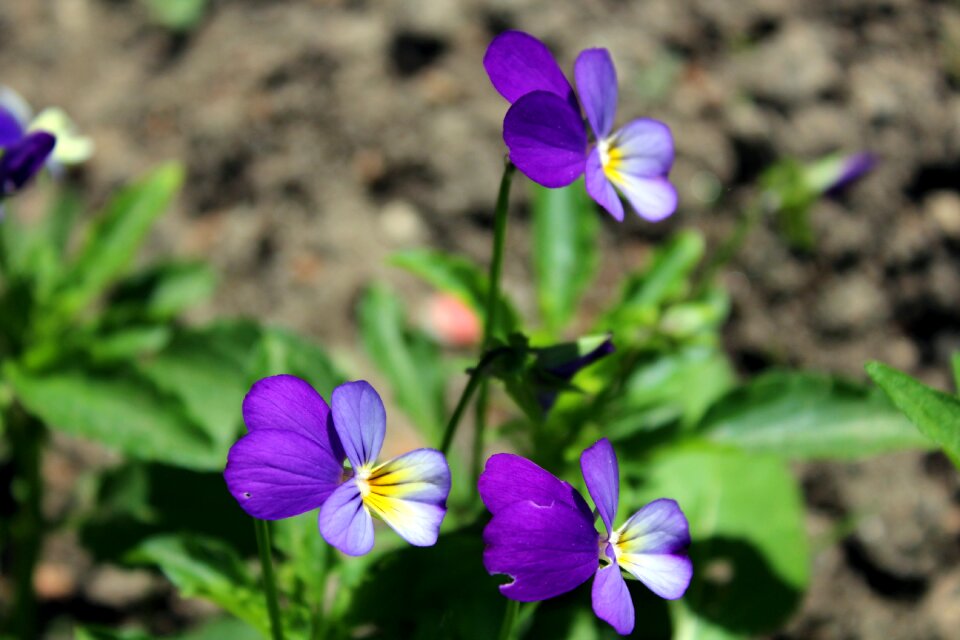 Nature blooms flourishing