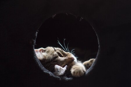 Cat gata sleeping