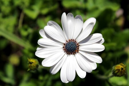 Garden closeup white flower