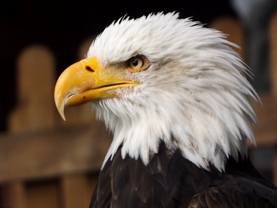 Eagle bird bird of prey