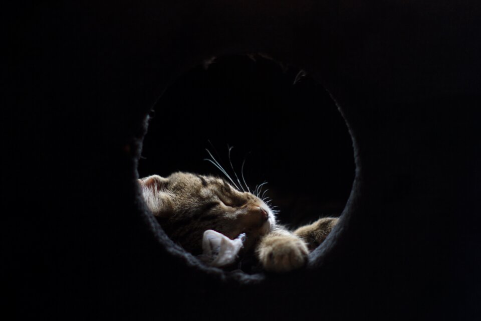 Cat gata sleeping
